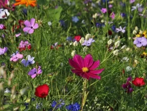 Bunte Wiese mit verschiedenen Wildblumen.