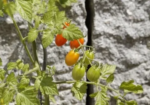 Rispen von Tomaten in verschiedenen Reifestadien.